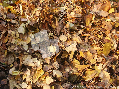 Image of Autumn leaves