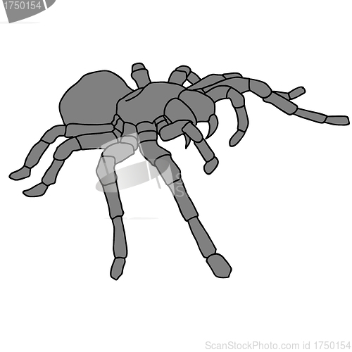 Image of Tattoo spider tarantula on Blom background