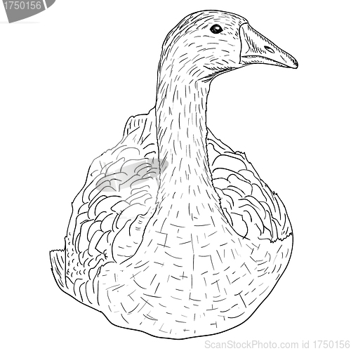 Image of Wild goose. 