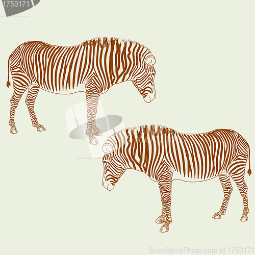 Image of Two zebras. Vector illustration.