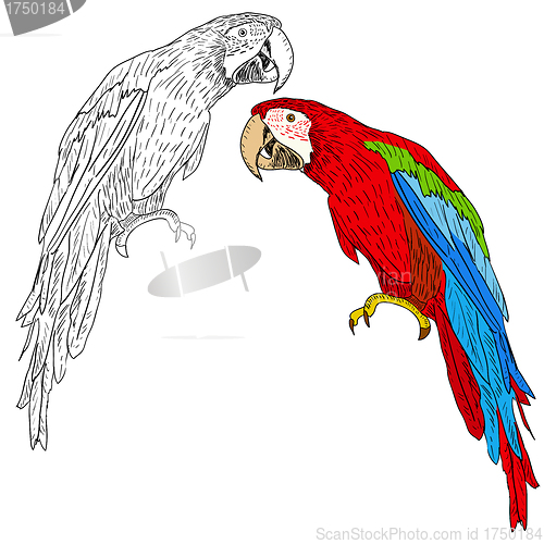 Image of Macaws. Vector illustration.