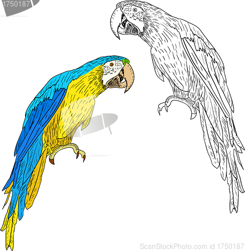 Image of Macaws. Vector illustration.
