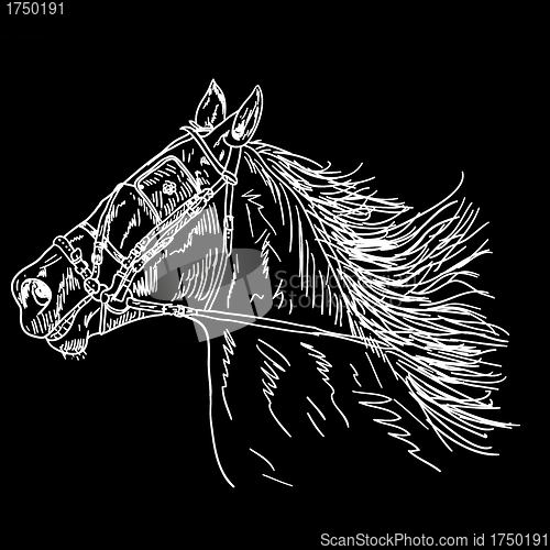 Image of  Black horse