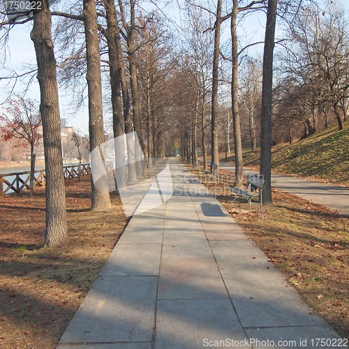 Image of Path among trees