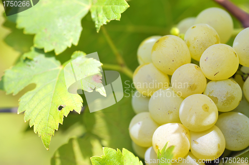 Image of Bunch of grapes