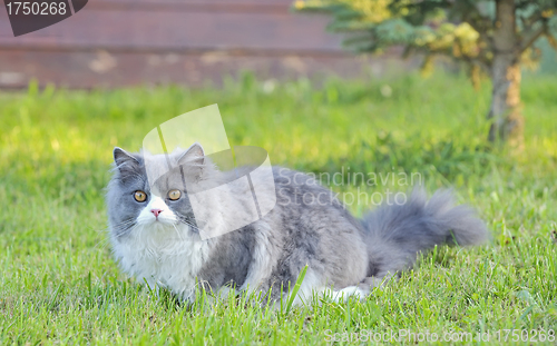 Image of Ragdoll cat