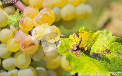 Image of Bunch of grapes