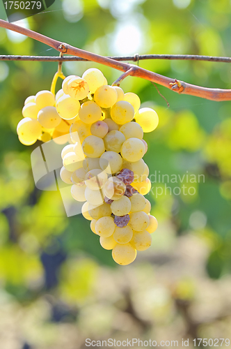 Image of Bunch of grapes
