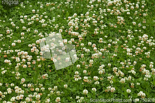 Image of Many white clover flowers