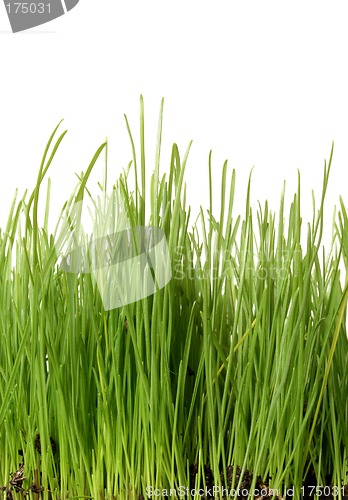Image of Grass on White