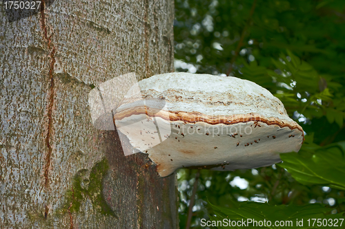 Image of Tinder mushroom grew on beech tree