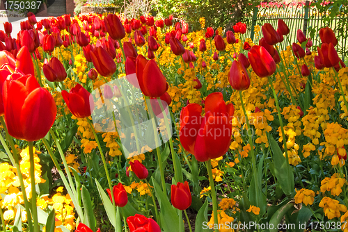 Image of Red Tulips