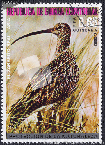 Image of Eurasian Curlew on a Postage Stamp from Equatorial Guinea