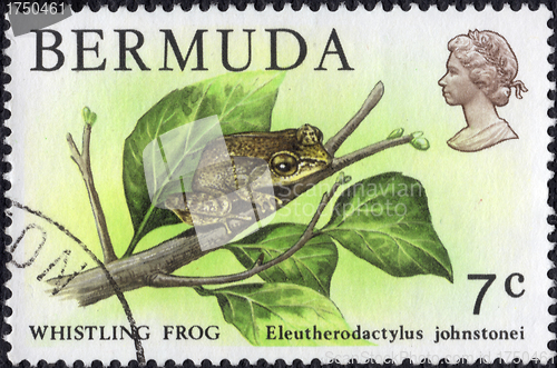 Image of Whisling Frog Postage Stamp 