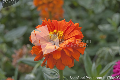 Image of Orange Zinnia