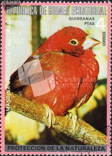 Image of Red-billed Firefinch Stamp