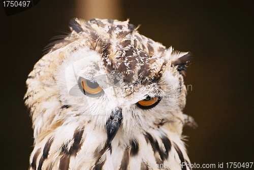Image of Siberian Eagle Owl