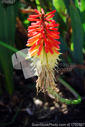 Image of Red Hot Poker Flower