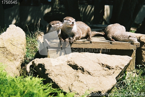 Image of Otters at rest