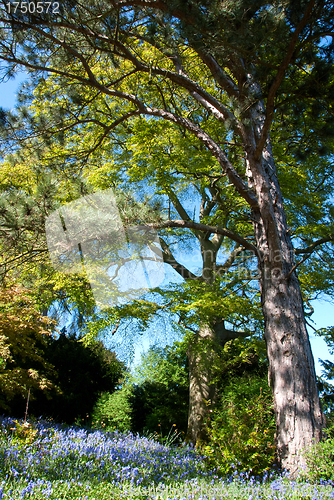 Image of Bluebell Woodland