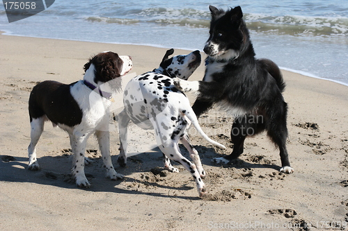 Image of 3 dogs playing on the beach