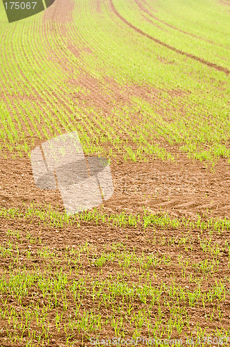 Image of Young crops