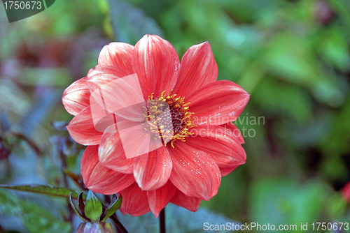 Image of Pink Dahlia