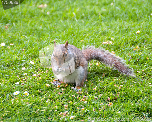 Image of Grey Squirrel Feeding