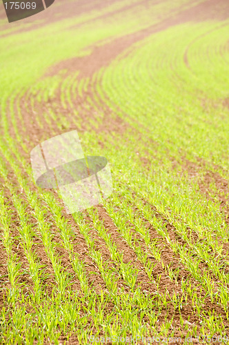 Image of Young crops