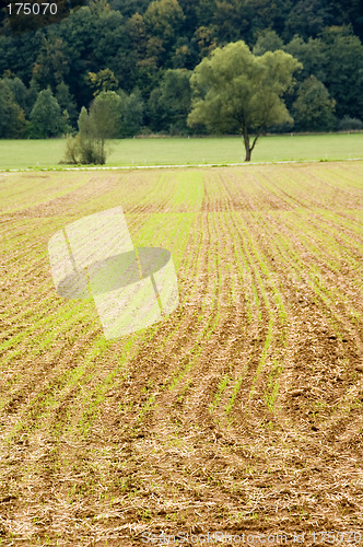 Image of Young crops