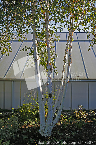 Image of Betula Utilis