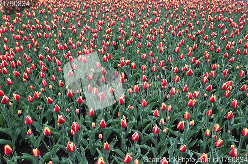 Image of Colorful tulips in spring