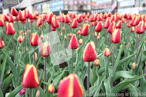 Image of tulips in the city