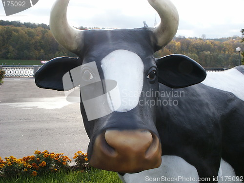 Image of cow