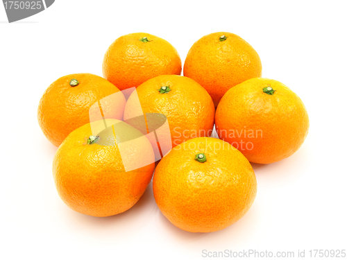 Image of Group a tangerine 