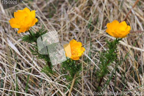 Image of flowe, Trollius
