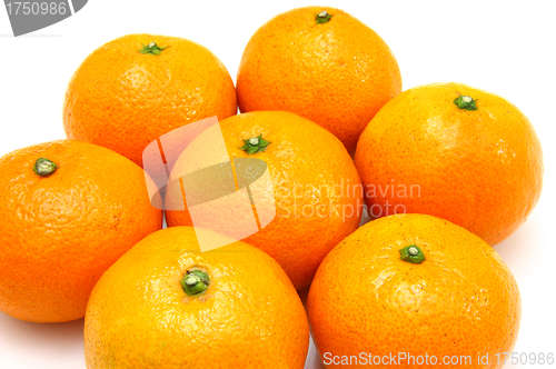 Image of Group a tangerine 