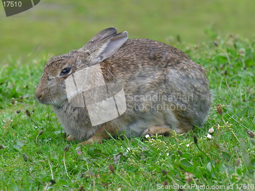 Image of Wild rabbit