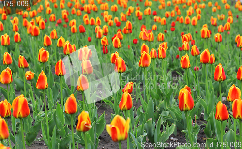 Image of Beautiful red tulips field in spring time