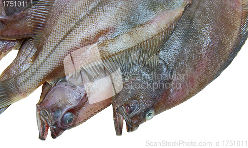 Image of Four fresh flounder fishes 