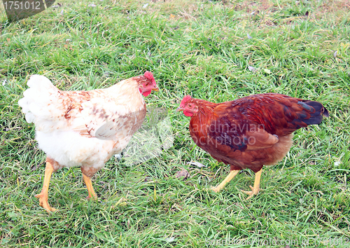 Image of Two hens 