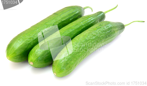 Image of The fresh green cucumber