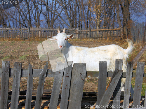 Image of goat for a wooden fence