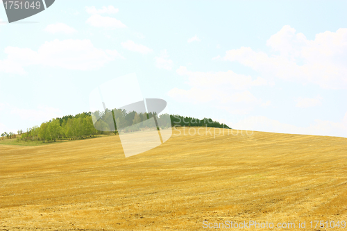 Image of Yellow field and blue sky.