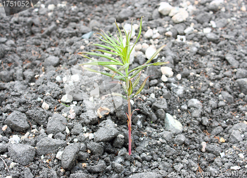 Image of Sprout on asphalt