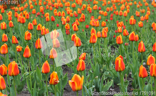 Image of Beautiful red tulips field in spring time
