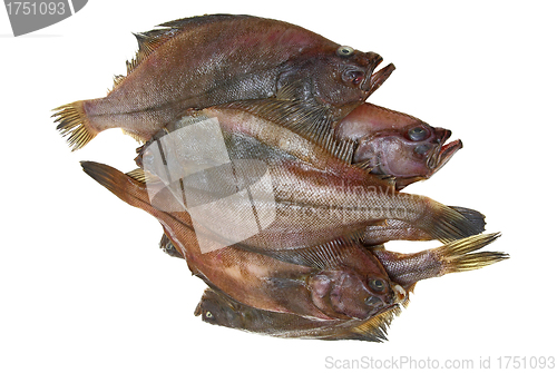 Image of Four fresh flounder fishes 