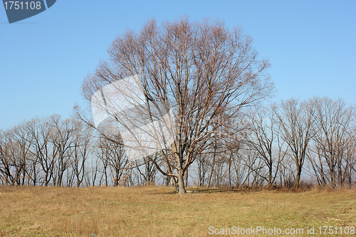 Image of Oak tree in a field  devoid of leaves