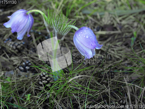 Image of Spring purple Pulsatilla violacea flowers