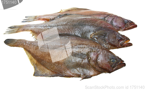 Image of Four fresh flounder fishes 